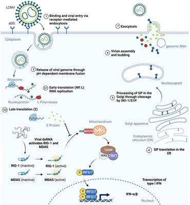 Arenaviruses: Old viruses present new solutions for cancer therapy